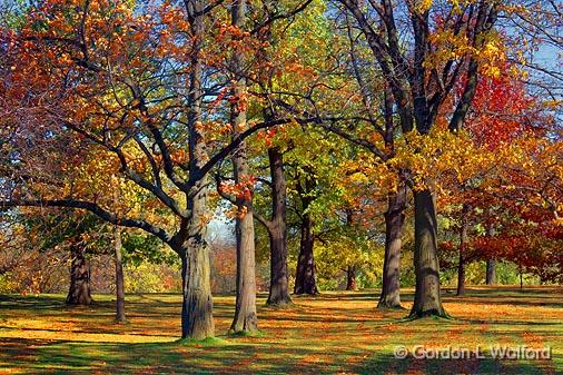 Arboretum Autumn_00285.jpg - Photographed at Ottawa, Ontario - the capital of Canada.